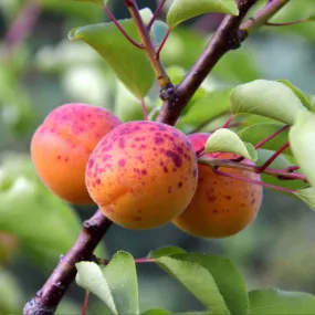 Abricotier 'rouge du roussillon' - scion de 150cm